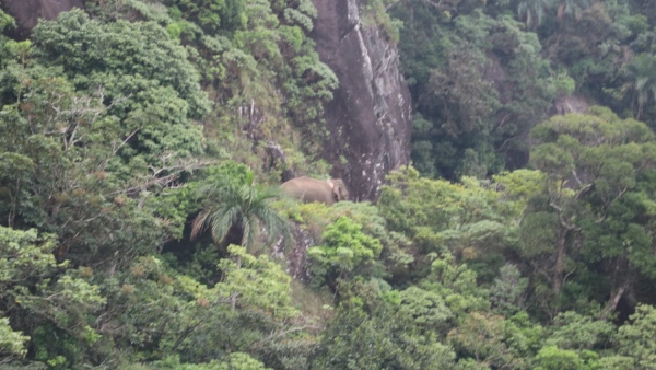 Tusker Arikoman ready to enter to Kerala- Sighted 15 km from border