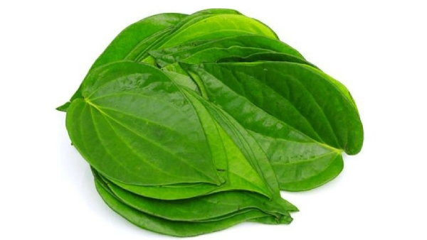 Health and lifestyle news, do you know about medicinal properties and benefits of betel leaves