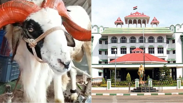 Highcourt Madurai bench rejected the case to ban Kurbani in Bakrid Highcourt Madurai bench rejected the case to ban Kurbani in Bakrid