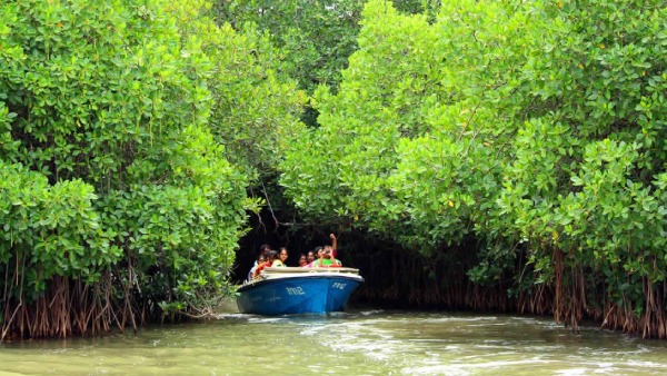 How to go Pichavaram - Best tourist spot in Tamilnadu 