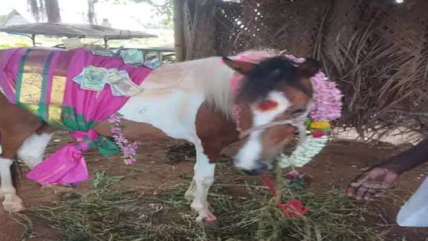Special function in Erode district anthiyur and baby shower for horse praying for rain Special function in Erode district anthiyur and baby shower for horse praying for rain