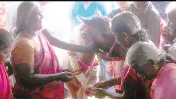 Special function in Erode district anthiyur and baby shower for horse praying for rain Special function in Erode district anthiyur and baby shower for horse praying for rain