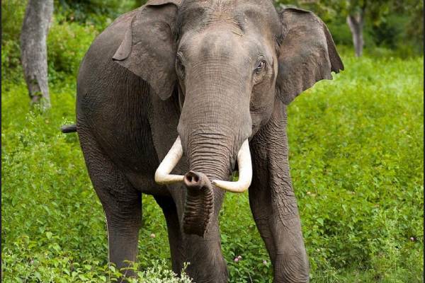 Kerala NRI Woman hold pooja in Thrissur temple for tusker Arikomban