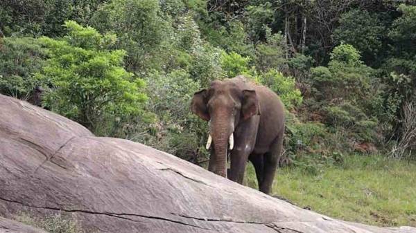 Kerala NRI Woman hold pooja in Thrissur temple for tusker Arikomban