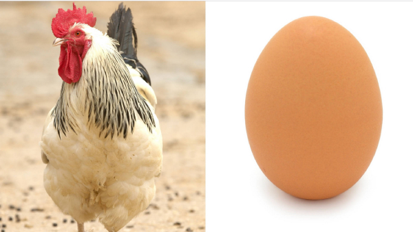  What came first - chicken or egg the biggest mystery finally solved