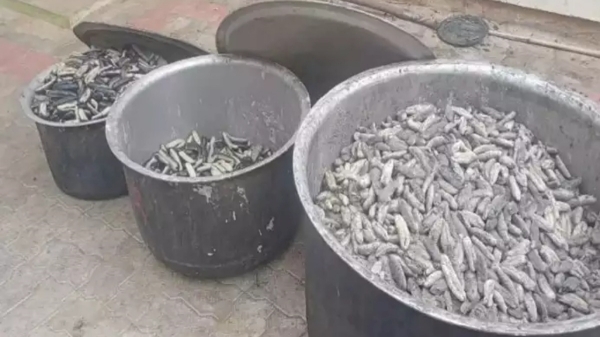 health news and Do you know what are the health benefits in Sea Cucumber