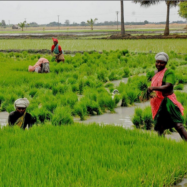 South West Monsoon issue Tamil Nadu waiting for Cauvery water TN Delta farmers in distress 