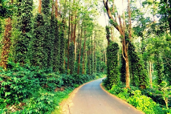 Beautiful routes in Tamilnadu - Lets know about Yercaud loop road 