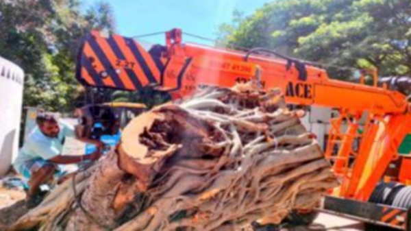 Chennai corporation officials shift 40 year old tree from adyar to Kottur miyawaki forest 