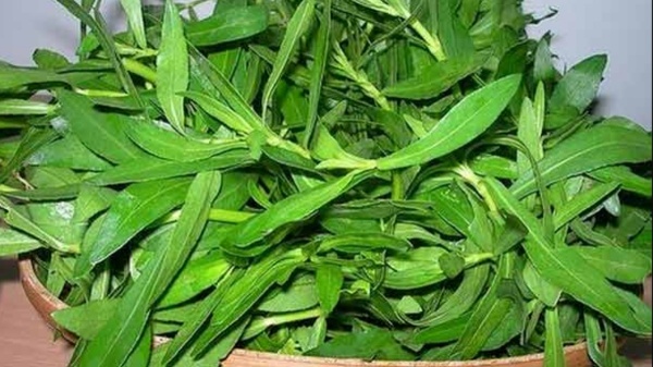 Health news and health benefits of Ponnaganni keerai or Ponnakanni spinach uses Health news and health benefits of Ponnaganni keerai or Ponnakanni spinach uses