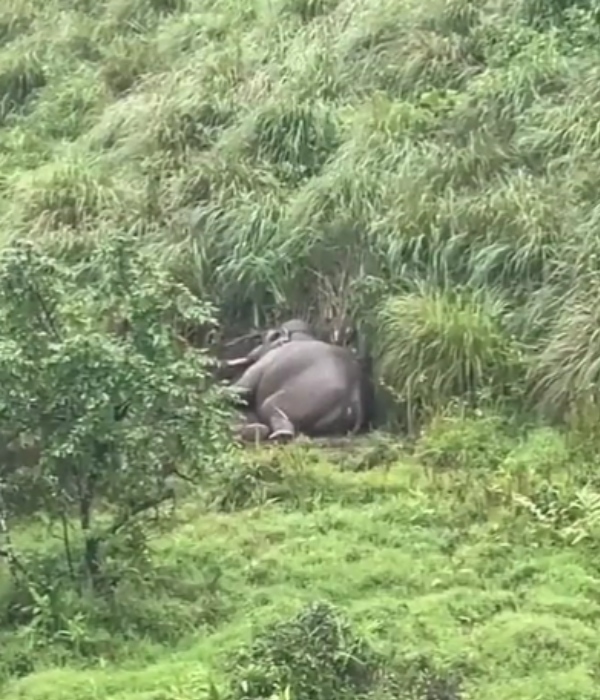 Tusker Arikomban New Video- Sleeping like baby in rolling grasslands 