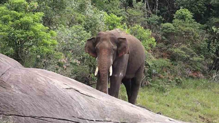 Why Tusker Arikomban moves from Kerala To Tamilnadu? -Durai Vaiko Why Tusker Arikomban moves from Kerala To Tamilnadu? -Durai Vaiko