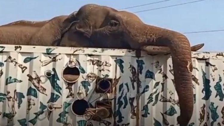 Why Tusker Arikomban moves from Kerala To Tamilnadu? -Durai Vaiko Why Tusker Arikomban moves from Kerala To Tamilnadu? -Durai Vaiko