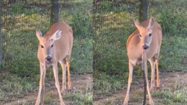 Trending: Peculiar incident and deer swallowing a snake baffles, is it true 