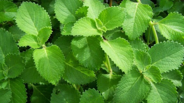 What are the medicinal benefits of karpooravalli leaves? 