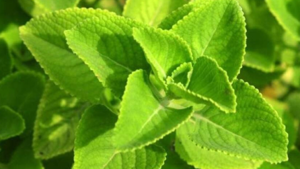 What are the medicinal benefits of karpooravalli leaves? 