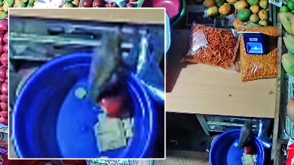 A rat stole money and stashed it in a grocery store; cctv video released 