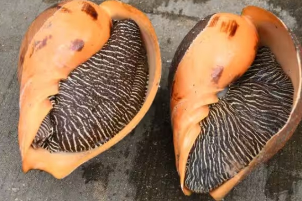 health news and Do you know what are the health benefits of Sangu Sathai fish health news and Do you know what are the health benefits of Sangu Sathai fish