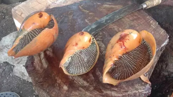 health news and Do you know what are the health benefits of Sangu Sathai fish health news and Do you know what are the health benefits of Sangu Sathai fish