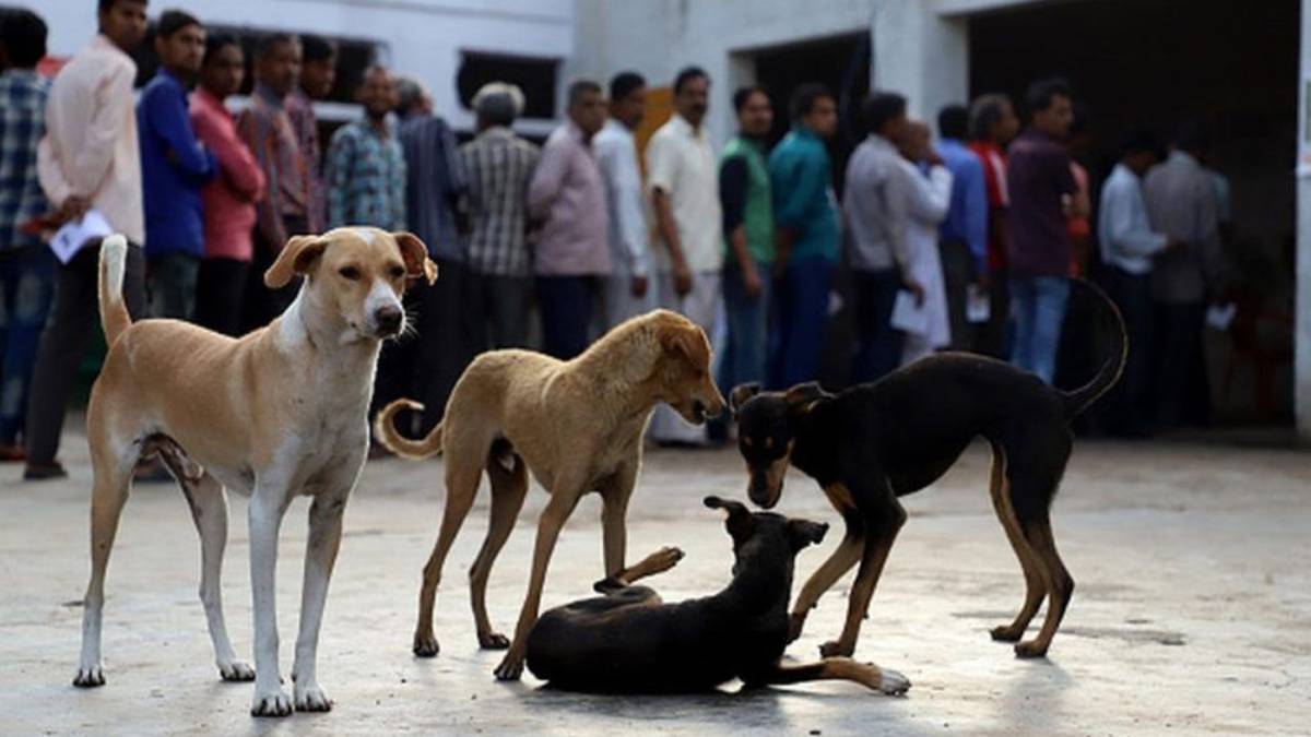 Gauhati high court quashes Nagaland ban on sale of dog meat