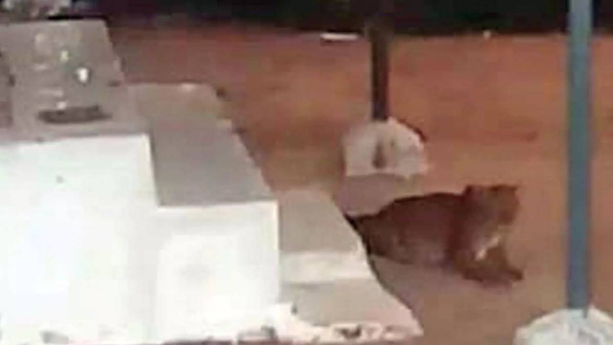 thirunelveli fantastic video and do you know who is this special guest in nellai temple