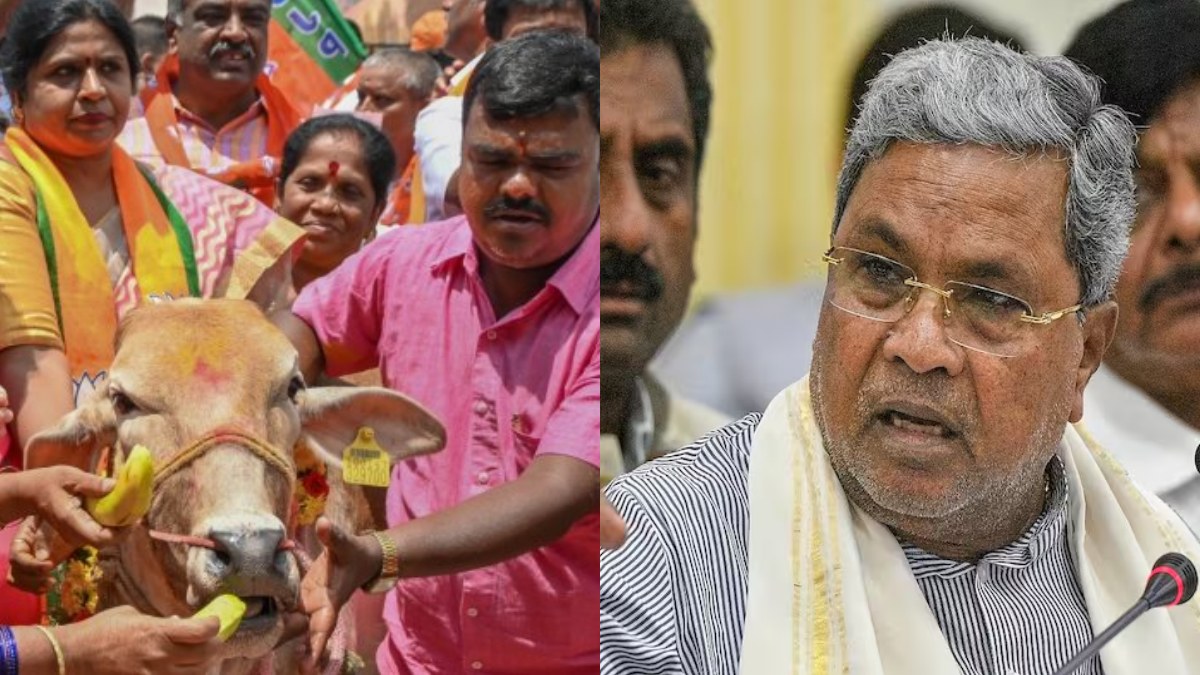 What Karnataka CM Siddaramaiah said about Minister Venkatesh Cow Slaughter Remark What Karnataka CM Siddaramaiah said about Minister Venkatesh Cow Slaughter Remark