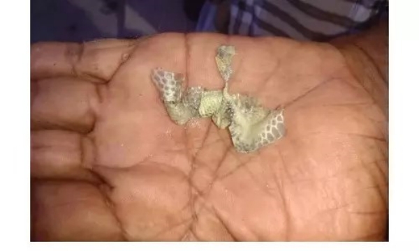 A snakes skin was found in the water pipe of a house in Puducherrys Kalapattu A snakes skin was found in the water pipe of a house in Puducherrys Kalapattu