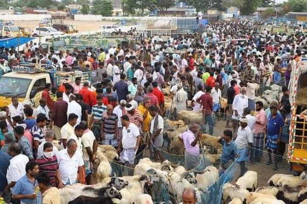  Bakrit Festival 2023 : Goats sold at Trichy Samayapuram goat market for Rs.1 crore 