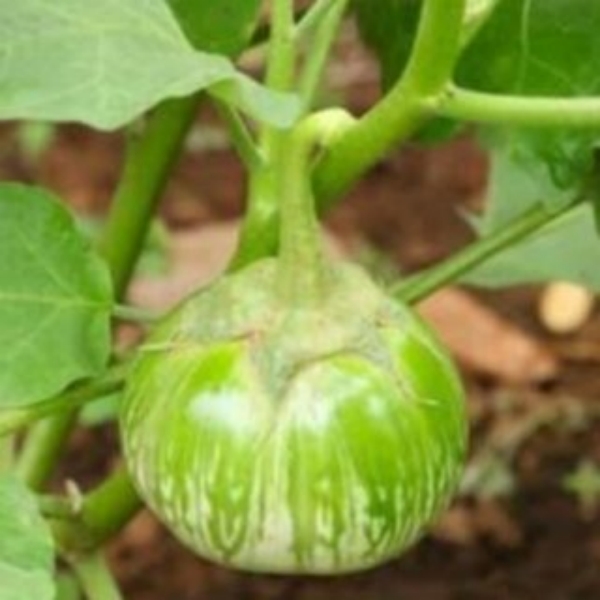 Brinjal Benefits and Do you know Do you know how Brinjal is used for diabetics