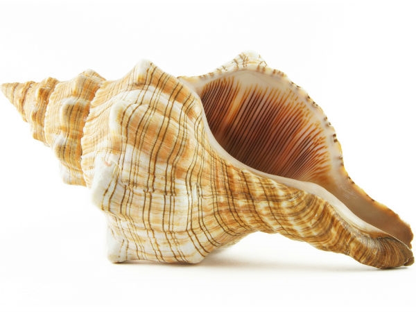 Vastu Tips valampuri sangu: Valampuri Sangu Veetil vaithal enna palan 