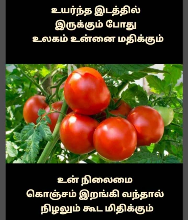 Funny memes collection on tomato price 07-07-2023
