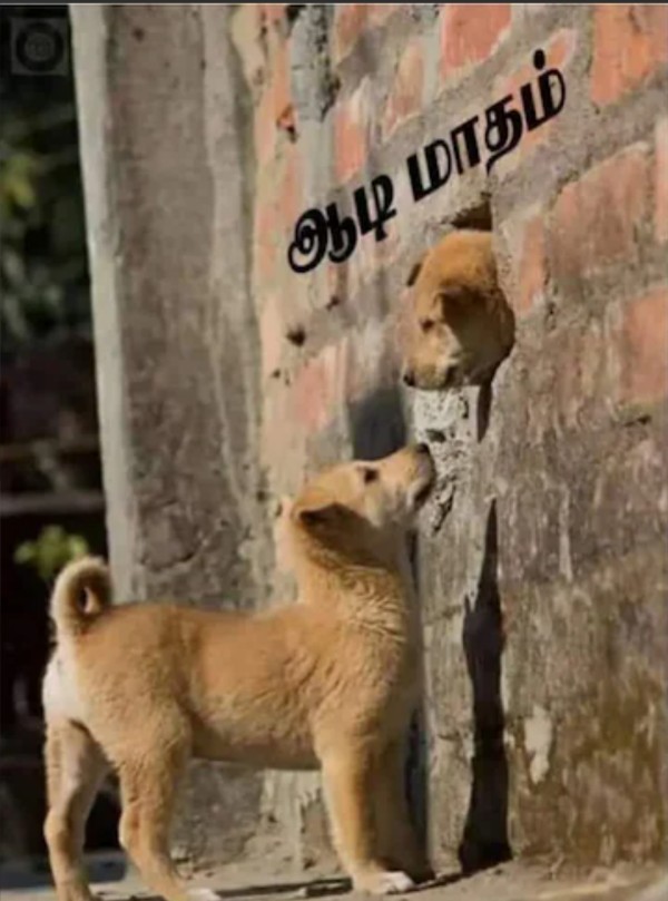 Funny memes collection on Aadi month 