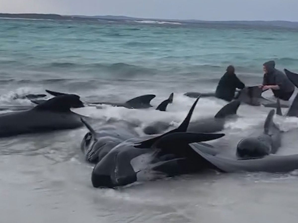 Pilot whales beached in Australia: What people did next will blow you?
