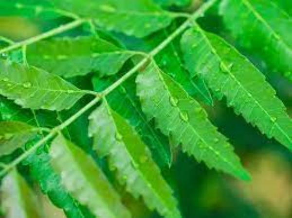Health Benefits eat Neem Leaves and Do you know 10 Medicinal Uses of Neem Leaves on an empty Stomach Health Benefits eat Neem Leaves and Do you know 10 Medicinal Uses of Neem Leaves on an empty Stomach