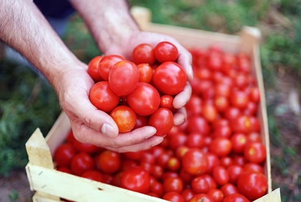  Tomato are being sold at Rs 200 per kg in many places in Chennai