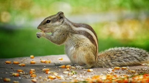 Veetirkul anil vanthal enna palan: Anil Veetirkul Varuvathu Nallatha Kettatha 