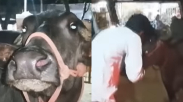 Two Persons claiming the buffalo near Cuddalore: Police put an end to the issue in a bizzare manner 