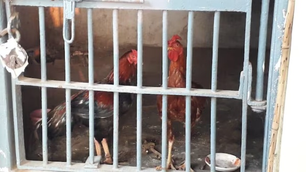 rooster was put behind the bar in Telangana 