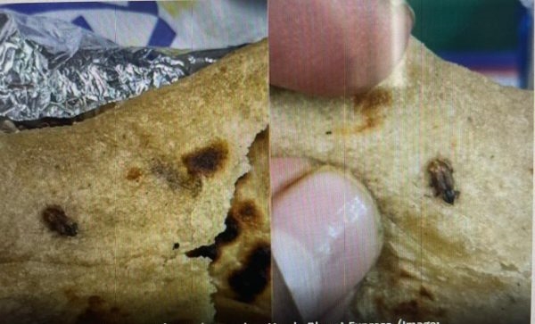  Cockroach in food served on Vande Bharat train; Netizens are unhappy, IRCTC Regret