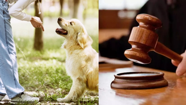  what Mumbai Court said about Pets necessary for healthy life, fulfill emotional deficit