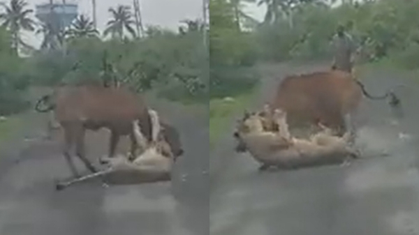  Farmer Casually Walks In, Saves His Cow From A Lioness Death Grip