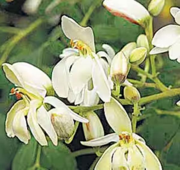 Health Amazing Benefits of Drumstick Flowers and Do you know that Drumstick Flowers is beneficial for men