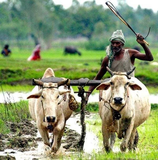 Tamil Nadu Government will give Rs 3 lakh incentive to farmers : How to apply? 