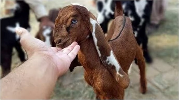 Chhattisgarh man died after killed goat eye strucked in throat Chhattisgarh man died after killed goat eye strucked in throat