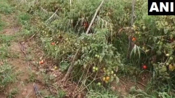 Woman Farmer complaint that 2.5 lakh rupees tomatoes were stolen by theives Woman Farmer complaint that 2.5 lakh rupees tomatoes were stolen by theives