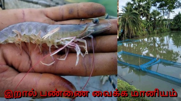 How to apply for setting up a shrimp farm? 5.60 lakh rupees subsidy from Tamil Nadu government 