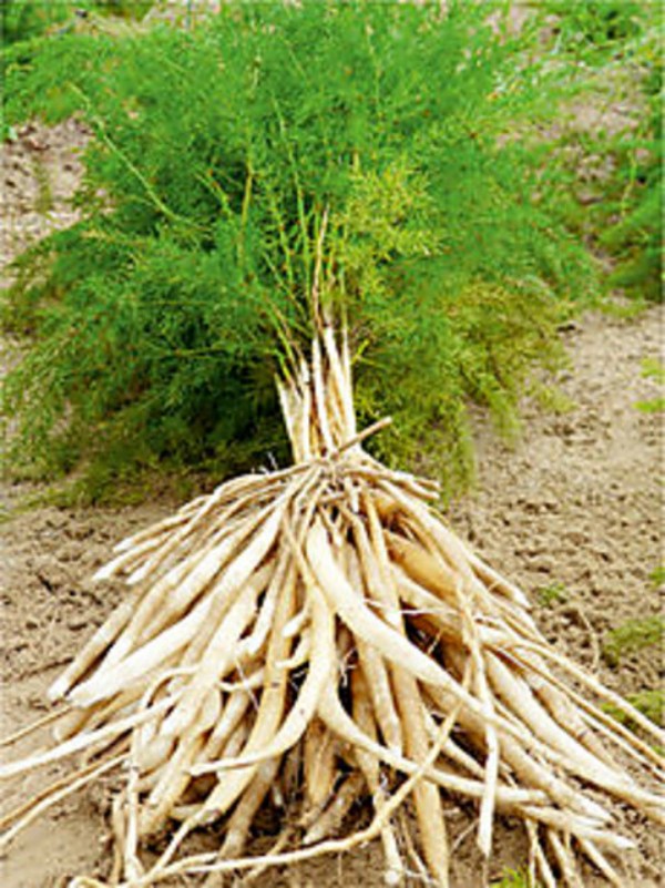 Health Benefits of Thaneervittan Kizhangu and Do you know Screwpine is the Amazing Medicinal food