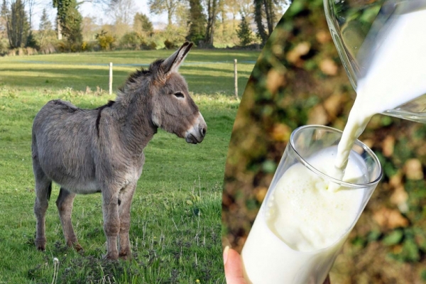 A liter of donkey milk is selling for Rs.8,000 in Telangana 
