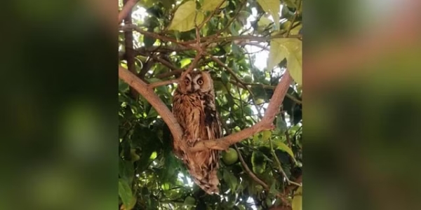 Long eared owl found in Nilgris all of a sudden: What is the reason? 