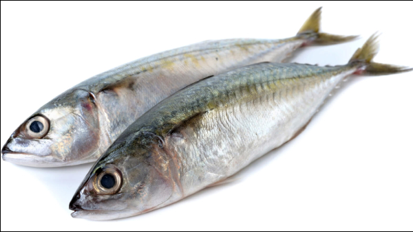 Health news Mackerel Fish and Do you know what are the top 10 Health benefits of Kanangeluthi Fish Health news Mackerel Fish and Do you know what are the top 10 Health benefits of Kanangeluthi Fish